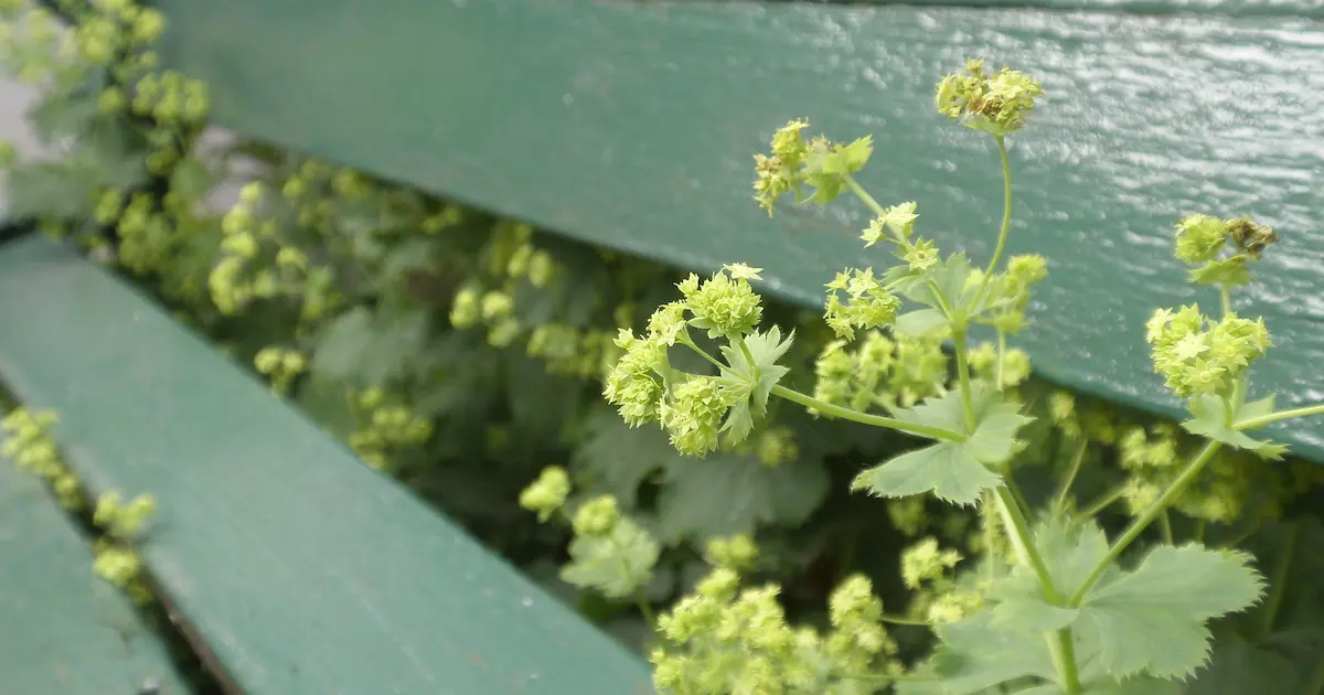 アルケミラモリスの花言葉と由来