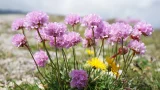 ブルーベルの花言葉と由来 花言葉 Net