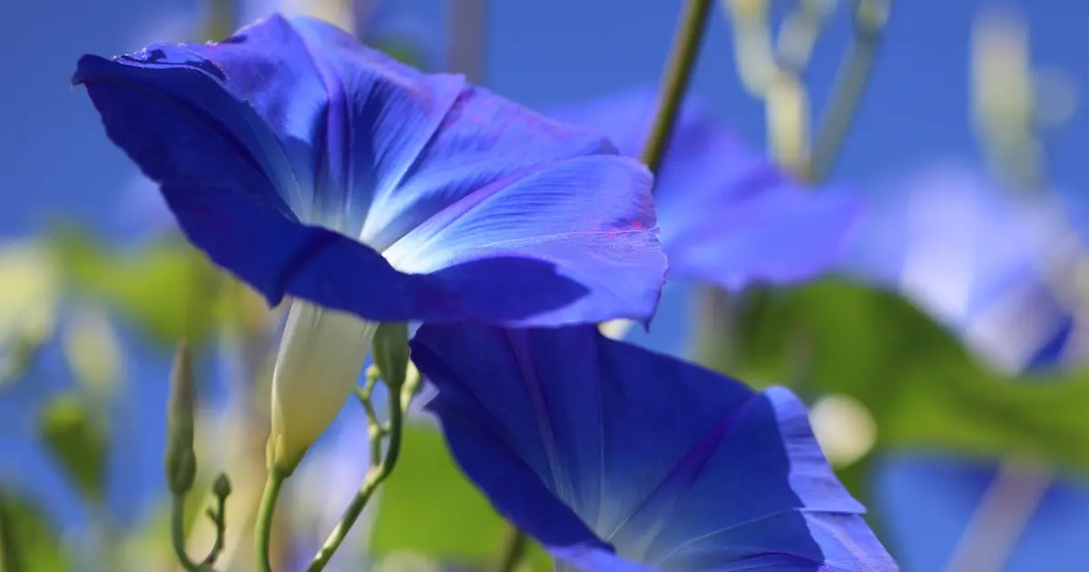 アサガオの花言葉と由来 花言葉 Net