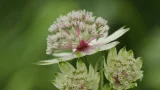 ソリダゴの花言葉と由来 花言葉 Net