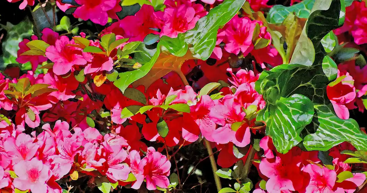 アザレアの花言葉と由来