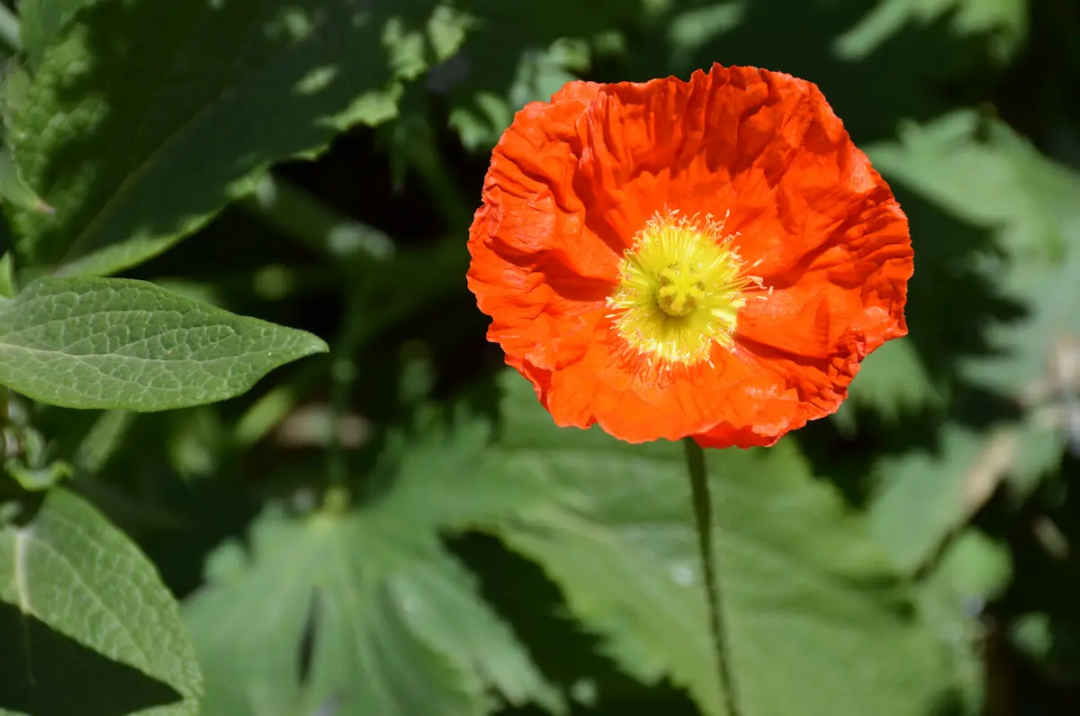 アイスランドポピーの花言葉と由来 花言葉 Net