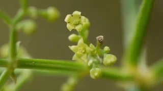 アカネの花言葉と由来 花言葉 Net