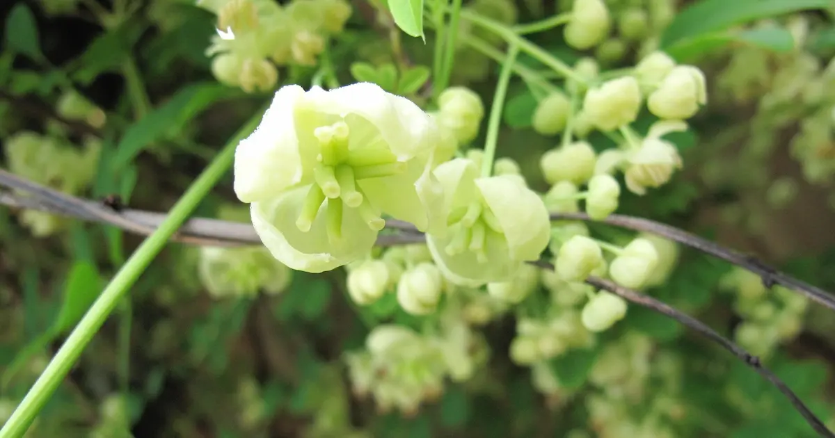 アケビの花言葉と由来 花言葉 Net