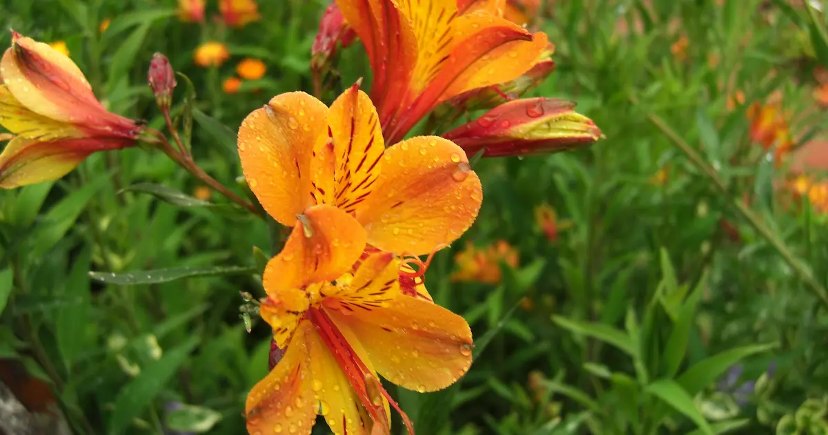 アルストロメリアの花言葉と由来