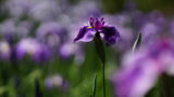 ヒメユリの花言葉と由来 花言葉 Net