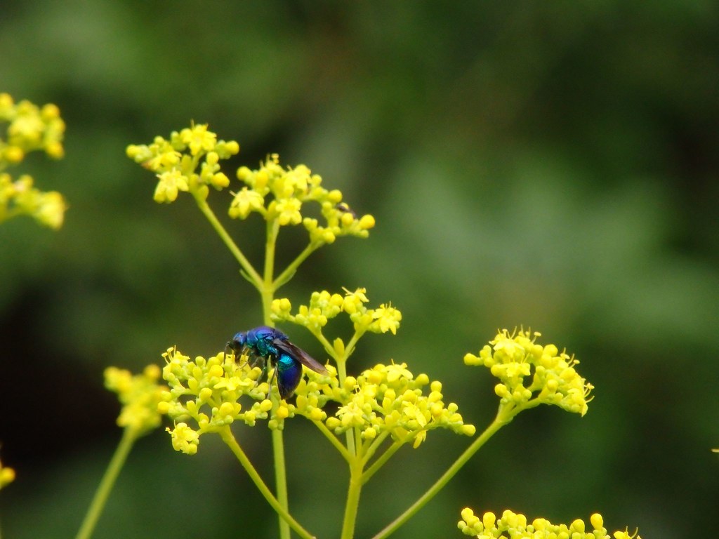 オミナエシの花言葉と由来 花言葉 Net