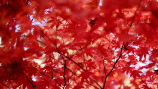 カエデの花言葉と由来 花言葉 Net