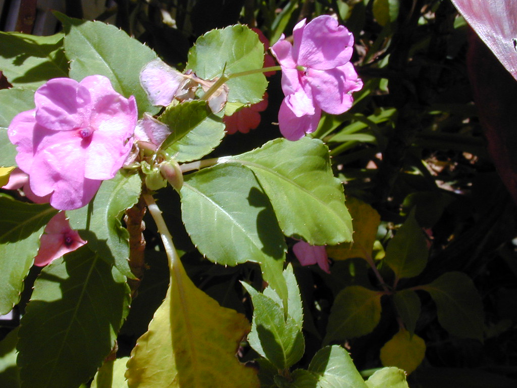 インパチェンスの花言葉と由来 花言葉 Net