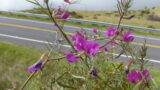 カリンの花言葉と由来 花言葉 Net