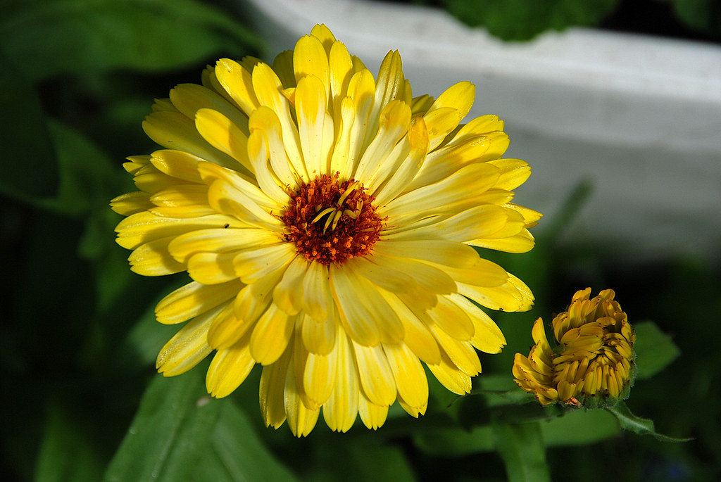 キンセンカの花言葉と由来 花言葉 Net