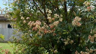 クリスマスブッシュの花言葉と由来 花言葉 Net