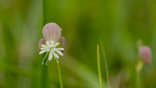 グリーンベルの花言葉と由来 花言葉 Net