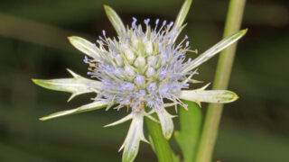 エリンジウムの花言葉と由来 花言葉 Net