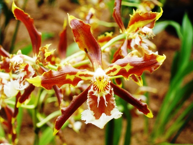 オドントグロッサムの花言葉と由来 花言葉 Net