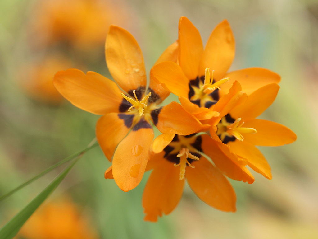 イキシアの花言葉と由来 花言葉 Net