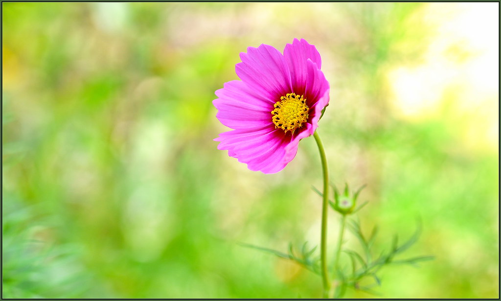 コスモスの花言葉と由来 花言葉 Net