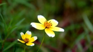 ウィンターコスモスの花言葉と由来 花言葉 Net